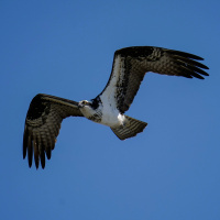 What ospreys can tell us about climate change