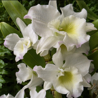 Meterse en un jardín | Los aromas de las flores blancas que vuelven por primavera