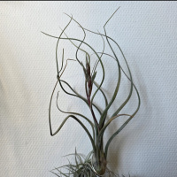 Meterse en un jardín |Claveles del aire