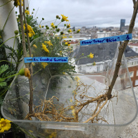 Meterse en un jardín | Macetas, cepellones, plantones a raíz desnuda e hibiscos `Gandini Santiago´