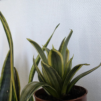 Meterse en un jardín | Plantas para torpes: Sanseviería y Milky way