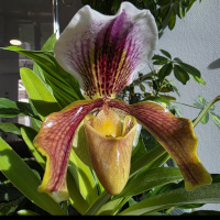 Meterse en un jardín | Cómo conseguir que nuestras orquídeas florezcan