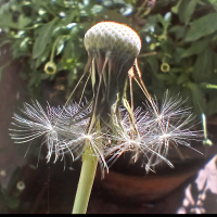 Meterse en un jardín | Plantas viajeras