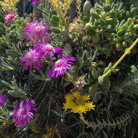Meterse en un jardín | Preguntas que deberíamos hacernos cuando vamos a comprar plantas