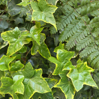 Meterse en un jardín | Más sobre la hiedra