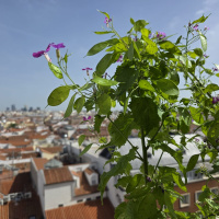 Meterse en un jardín | Lunaria: la moneda del Papa