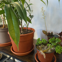 Meterse en un jardín | Aprendiendo a hacer esquejes