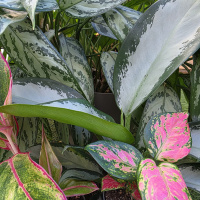 Meterse en un jardín | Aglaonemas