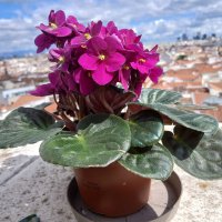 Meterse en un jardín | Balcones floridos y violetas africanas