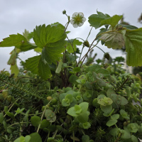 Meterse en un jardín | Los otros habitantes de un jardín: aves, insectos, babosas...