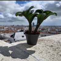 Meterse en un jardín | Miniplantas