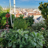 Meterse en un jardín | Plantas suculentas