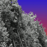 Trump’s Attack on Visas