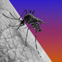 The Misguided Buzz About Mosquitoes