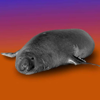 What Next - Off-the-Record: Neil the Seal’s Whole Deal