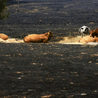 Raúl Quílez, experto en incendios forestales: El 72% de los montes españoles son de propiedad privada y el 28% son públicos. Esto genera un desequilibrio porque lo privado tiene más obligaciones