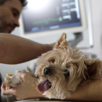 Alexis Santana, cardiólogo veterinario: Hay que observar cómo respira el animal cuando está durmiendo tiene que respirar por debajo de 40. Si está por encima de 50, tiene que llevarlo al veterinario