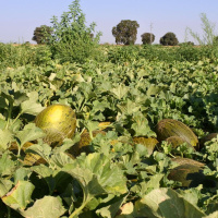 Fernando Agudo, melonero de Villaconejos: Un soldado en la guerra de África vio unos melones diferentes a los nuestros, se trajo unas semillas y se fueron multiplicando