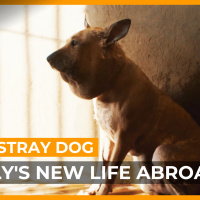 How a Cairo stray dog embarks on a new life abroad | Documentary | Al Jazeera World