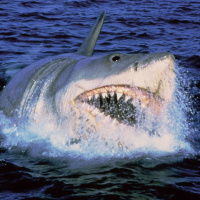 Jaws