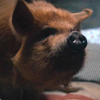 Ep. 633 - Pig and Coda (GUEST: Walter Chaw from Film Freak Central)