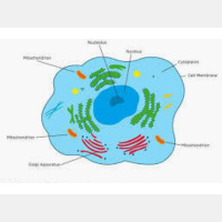 WellnessWiz Jack Tips - Immune Preparedness  Viral Concerns
