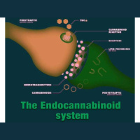 Dr. Mary Clifton - Recognized Expert in CBD and Cannabis