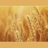 Dr. Stephanie Seneff her new book, Toxic Legacy Glyphosate vs the Environment