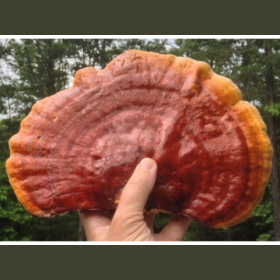 Sound Health Options - Ttmg  Sharry Edwards