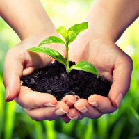 Plant-Based Medicine 101: How To Use Wild Plants For Cognitive Enhancement, Physical Performance, Immunity And More!