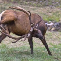 Episode #132: A Big Fitness and Nutrition QA, Including…Is Deer Antler Spray Healthy?