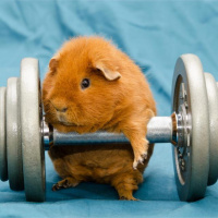 Will Ice Baths Shrink Your Muscles, Do Antioxidants Ruin Your Training Response, Can Marijuana Damage Your Brain And Liver,  Much More!