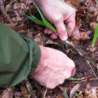 How To Find Nutrient-Dense Wild Edibles And Medicinal Plants In Your Own Backyard.