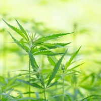 How To Get All The Benefits Of Weed Without Actually Using Weed.