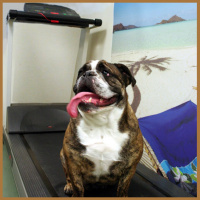 #231: Is The Best Fat Loss Diet For People Also The Best Fat Loss Diet For Your Pet?