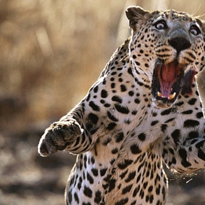 Ben Greenfield Fitness: Diet, Fat Loss And Performance