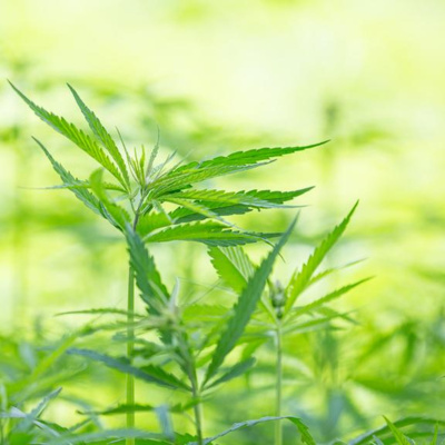 Ben Greenfield Fitness: Diet, Fat Loss And Performance