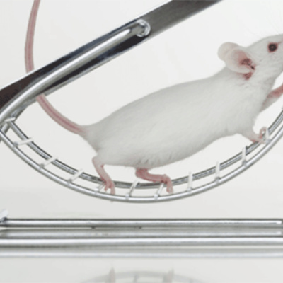 Ben Greenfield Fitness: Diet, Fat Loss And Performance