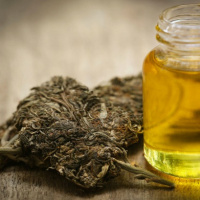 A Primal Take on Cannabis