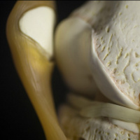 How to Feed, Train and Care for Your Cartilage