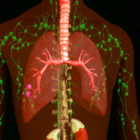 A Primal Primer: Lymphatic Health