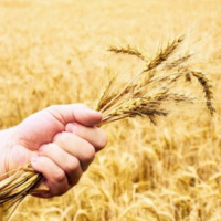7 Reasons to Love Wheat