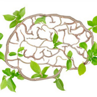 16 Ways to Increase Neuroplasticity (and Why That’s Important)