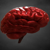 Why the Blood-Brain Barrier Is So Critical (and How to Maintain It)