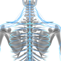 What Is the Vagus Nerve? (and How Does It Impact Health, Mood and Performance?)