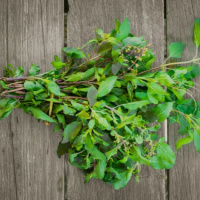 More on Adaptogens: Ashwagandha, Astragalus, and Holy Basil