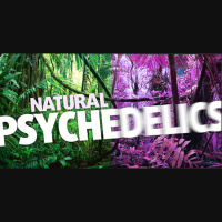 Dennis McKenna: A 30-Year Psychedelic Education