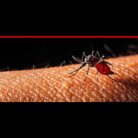 Ted Talk 01: Help. I Have Dengue Fever