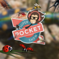 SPS 069 – Mosquitos Chineses, Insetos  Curiosidades