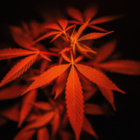 Episode 25: Ashley Manta Merges Conscious Cannabis with Intimate Connection